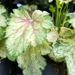 Heuchera 'Snowy Panky'